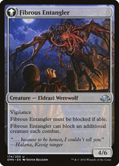 Tangleclaw Werewolf // Fibrous Entangler [Eldritch Moon] | Gear Gaming Bentonville